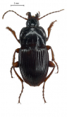 Orthomus (Eutrichopus) canariensis Brulle, 1839