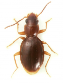 Orzolina thalassophila Machado, 1987
