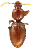 Oxydrepanus (Neoreicheia) reicheoides Darlington, 1939