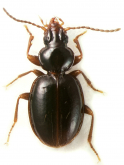 Oxytrechus cf. lallemandi Jeannel, 1927