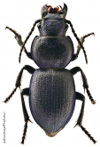 Pachycarus (Mystropterus) cyaneus (Dejean, 1830)
