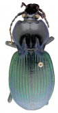 Pamborus subtropicus Darlington, 1961