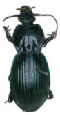 Pamborus viridis Gory, 1836