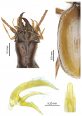 Panaphaenops guixicus Tian, Huang & Ma, 2021