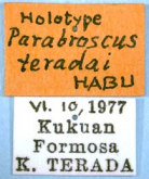 Parabroscus (Parabroscoides) teradai Habu, 1978: 56