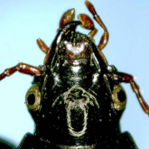 Parabroscus (Parabroscus) crassipalpis (as sakataensis)