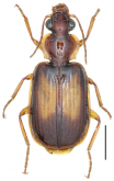 Paraphaea binotata (Dejean, 1825)