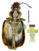 Paraphaea binotata (Dejean, 1825)