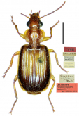 Paraphaea binotata (Dejean, 1825) (as Paraphaea signifera)