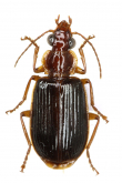 Paraphaea formosana (Jedlicka, 1946)