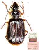 Paraphaea formosana (Jedlicka, 1946)