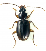 Paratrechodes macleayi (Sloane, 1920)