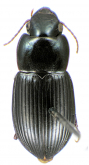 Paraulacoryssus puertoricensis Mutchler, 1934