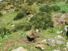 Habitat of Parazuphium (Parazuphium) aguilerai Andújar, Hernando & Ribera, 2011