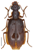 Parena (Bothynoptera) kurosai Habu, 1967