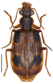 Parena (Bothynoptera) quadrisignata Mateu, 1977: 164