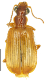 Parena (Bothynoptera) shapingensis Xie & Yu, 1993b: 192