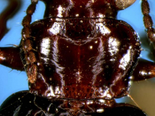 Parena amamiooshimensis Habu, 1964