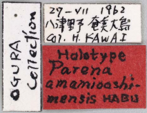 Parena amamiooshimensis Habu, 1964 (Label)