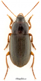 Parophonus (Ophonomimus) hirsutulus (Dejean, 1829)