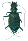 Paropisthius masuzoi Kasahara, 1989