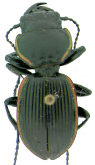 Pasimachus (Emydopterus) cardioderus (Chaudoir, 1880)