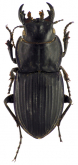 Pasimachus (Pasimachus) marginatus (Fabricius, 1787)