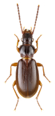 Patrobus assimilis Chaudoir, 1844