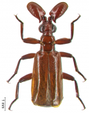 Paussus (Spinicoxipaussus) acuminicoxis H.Kolbe, 1896