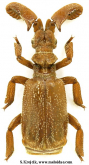 Paussus (Batillopaussus) cf. cochlearius Westwood, 1838