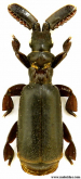 Paussus (Bicornipaussus) planicornis Wasmann, 1922