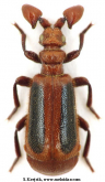 Paussus (Edaphopaussus) affinis Westwood, 1833