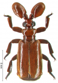 Paussus (Edaphopaussus) laevifrons (Westwood, 1833)