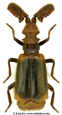 Paussus (Cochliopaussus) quadricornis Wasmann, 1899