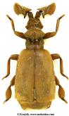 Paussus (Cochliopaussus) scyphus Raffray, 1886