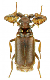 Paussus (Cochliopaussus) spiniceps Wasmann, 1904