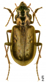 Pelophila borealis Paykull, 1790
