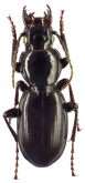 Percus (Pseudopercus) patruelis (L. Dofour, 1820)