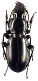 Percus (Pseudopercus) navaricus Dejean, 1828