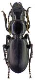 Percus (Pseudopercus) politus (Dejean, 1831)