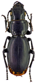 Percus (Pseudopercus) stultus (L. Dufour, 1820)