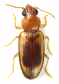 Pericompsus (Pericompsus) laetulus LeConte, 1851