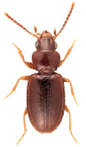 Pericompsus (Upocompsus) australis (Schaum, 1863)
