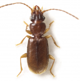 Perileptus (Perileptus) dentifer Darlington, 1935