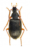 Peronomerus auripilis Bates, 1883: 235
