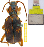 Pheropsophus (Stenaptinus) fimbriatus (Chaudoir, 1876)