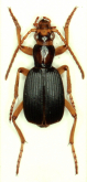 Pheropsophus (Stenaptinus) jakli Hrdlička, 2015