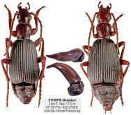 Pheropsophus (Stenaptinus) lisaae Écharoux & Roux, 2021