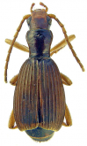 Pheropsophus (Stenaptinus) ngoclinhensis Fedorenko, 2013