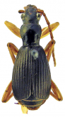 Pheropsophus (Stenaptinus) obliteratus Fedorenko, 2013